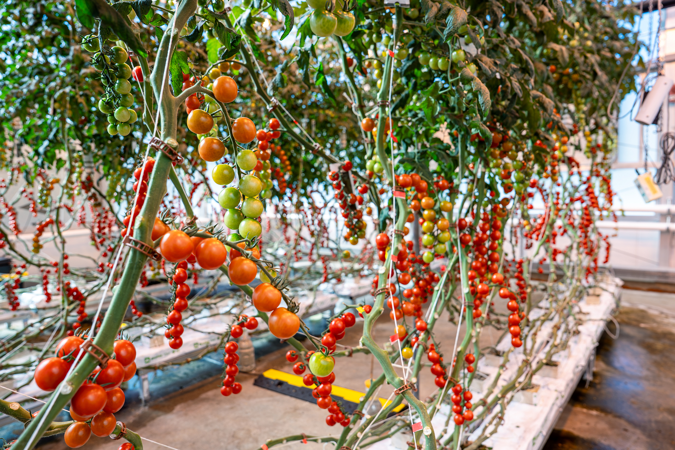 tomatoes plants in the greenhouse
