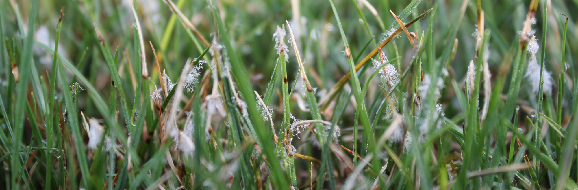 close-up of grass with fine white fungus
