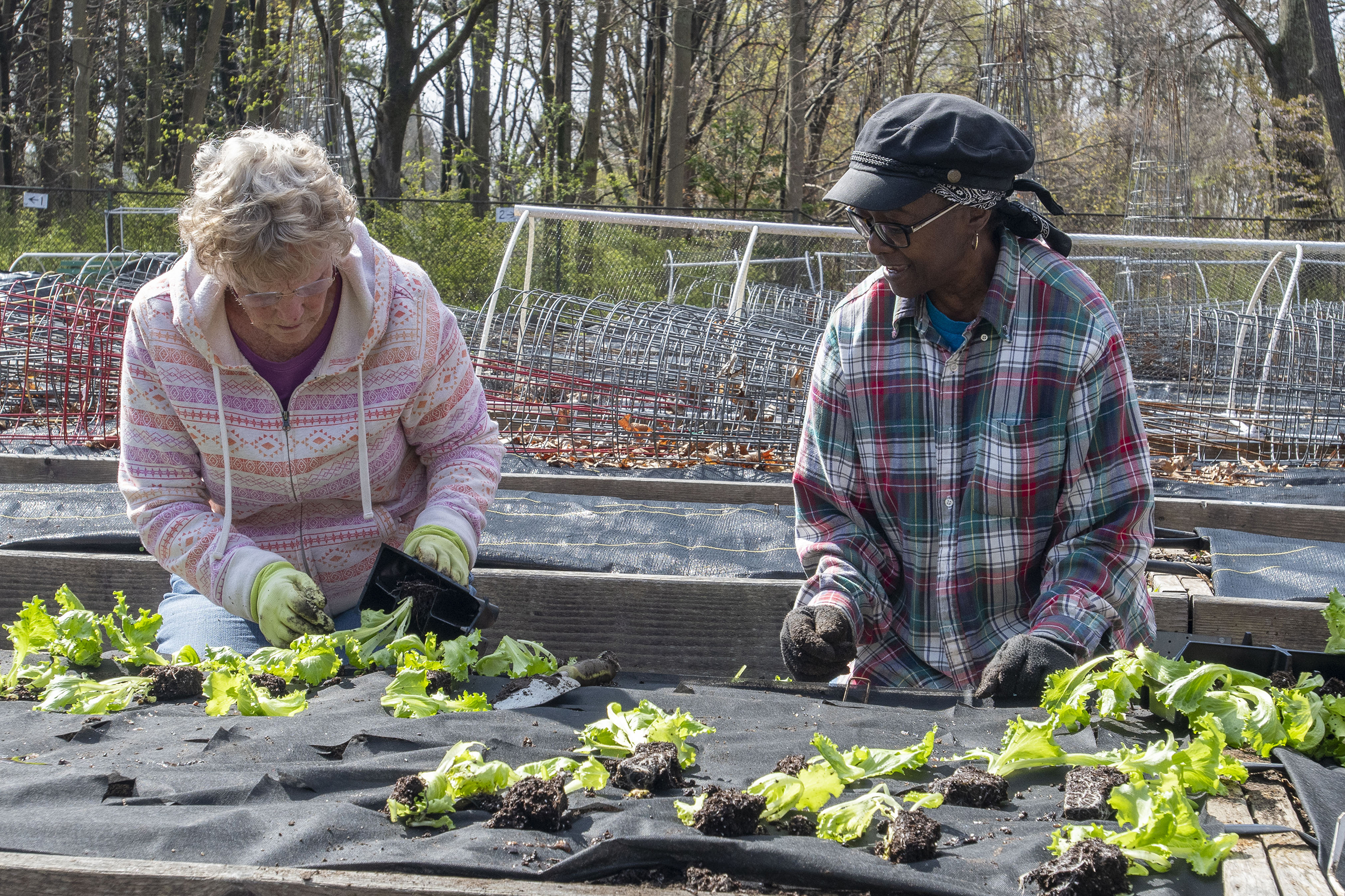 Students of the Olli program in Waterbury plant vegetables at the OLLI Fulton Park Garden Project